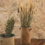 Adrias Kefalonia Villa Zóla